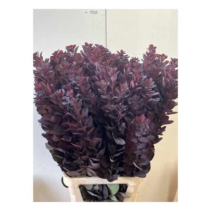 <h4>Coti C Royal Purple</h4>