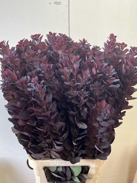 <h4>COTI C ROYAL PURPLE</h4>
