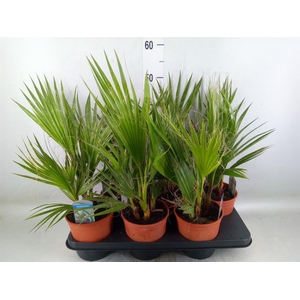 Washingtonia filifera