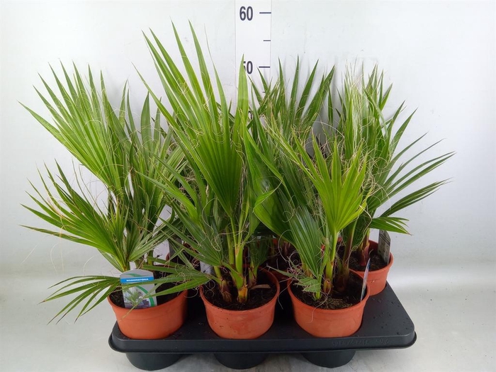 <h4>Washingtonia filifera</h4>