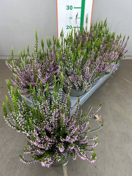 <h4>CALLU WIBOS TWIN (pink white)</h4>