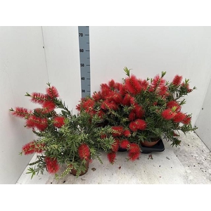CALLISTEMON CITRINUS