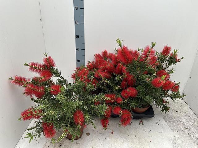 <h4>CALLISTEMON CITRINUS</h4>