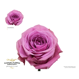 Rosa Premium Scandal