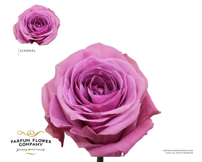 <h4>Rosa Premium Scandal</h4>