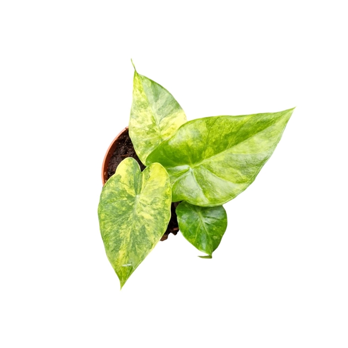 <h4>Alocasia Odora Variegata (yellow)</h4>