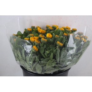 Calendula Yellow Extra P Stem
