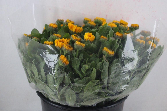 <h4>Calendula Yellow Extra P Stem</h4>