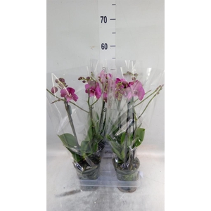 Phalaenopsis  'Tying S Black Bear'