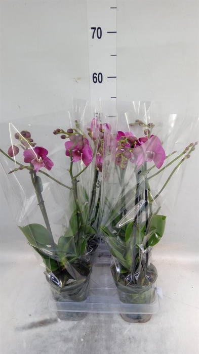 <h4>Phalaenopsis  'Tying S Black Bear'</h4>