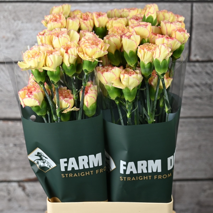 <h4>Di St Komachi Fiesta</h4>