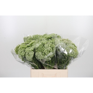 Ammi Visnaga