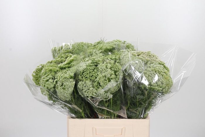 <h4>Ammi Visnaga</h4>