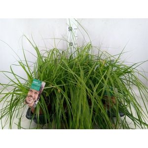 Carex oshimensis 'Everco Everlime'