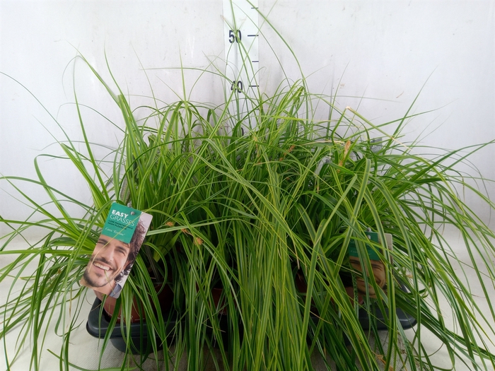 <h4>Carex oshimensis 'Everco Everlime'</h4>
