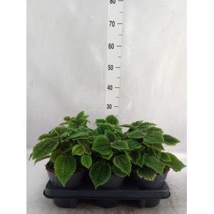 Pilea alumi