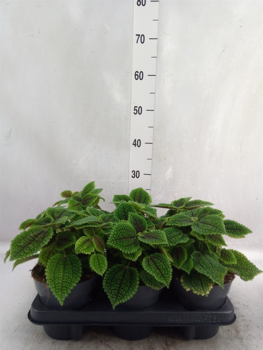 Pilea alumi