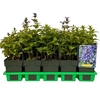 Nepeta Neptune