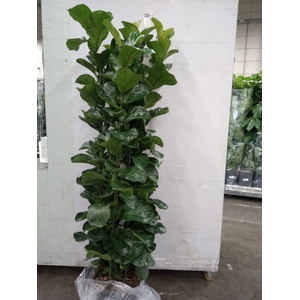 Ficus lyrata 'Bambino'