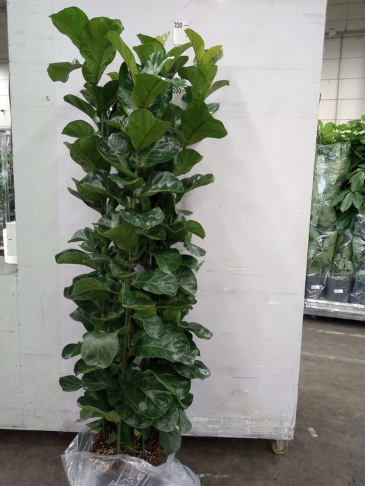 <h4>Ficus lyrata 'Bambino'</h4>