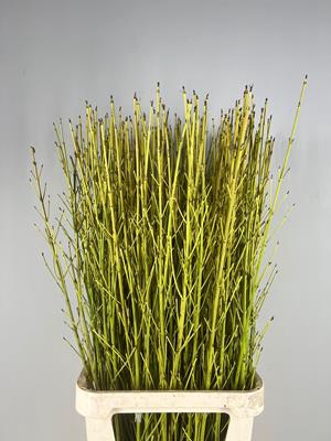 <h4>Cornus Flaviramea Geel</h4>