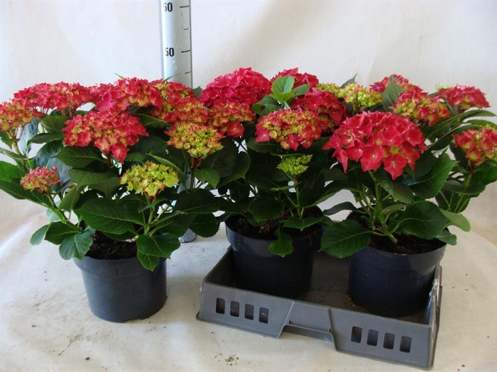 <h4>Hydrangea mac.   ...</h4>