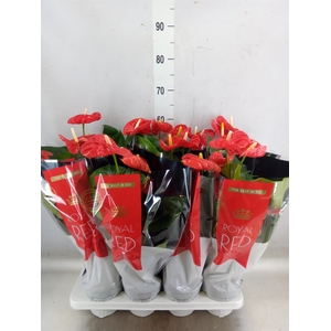Anthurium andr. 'Madural'