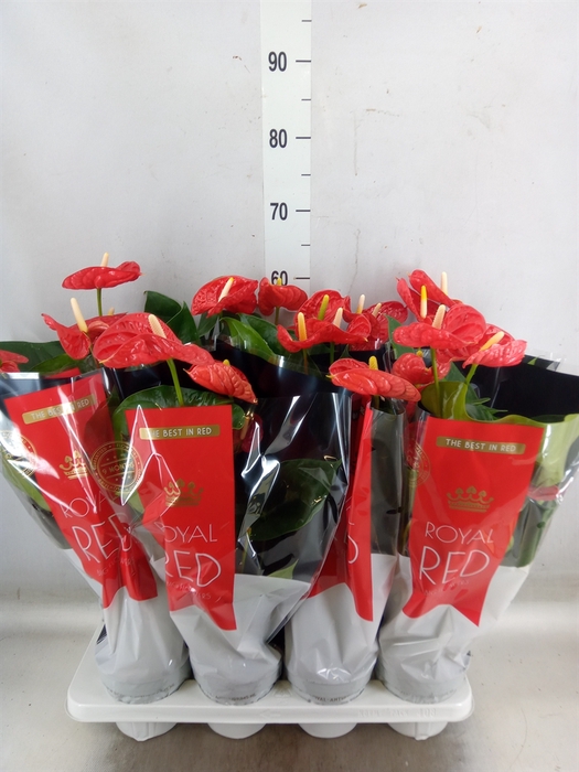 <h4>Anthurium andr. 'Madural'</h4>