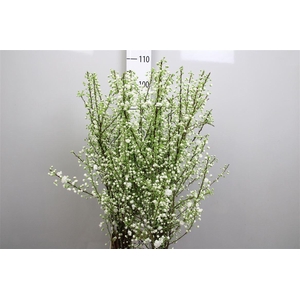 Prunus Gland Vertakt