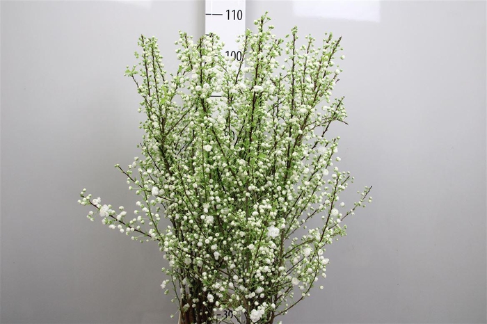 <h4>Prunus Gland Vertakt</h4>