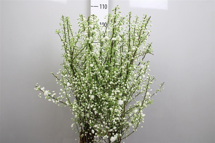 <h4>Prunus Gland Vertakt</h4>