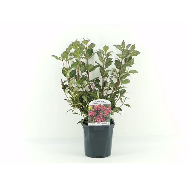 <h4>Weigela flor. Nana Purpurea</h4>