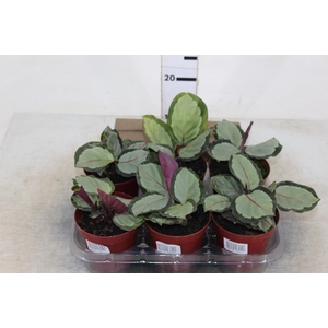 CALATHEA SATURNO P12