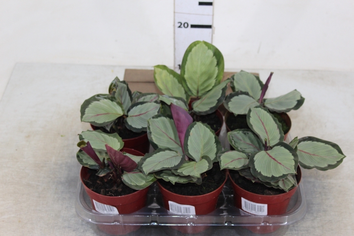 CALATHEA SATURNO P12