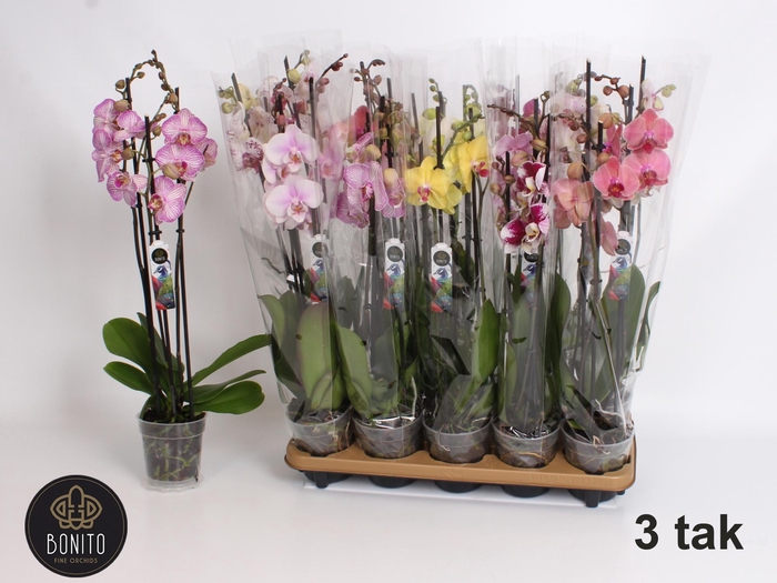 <h4>PHAL GEM 8 KL</h4>