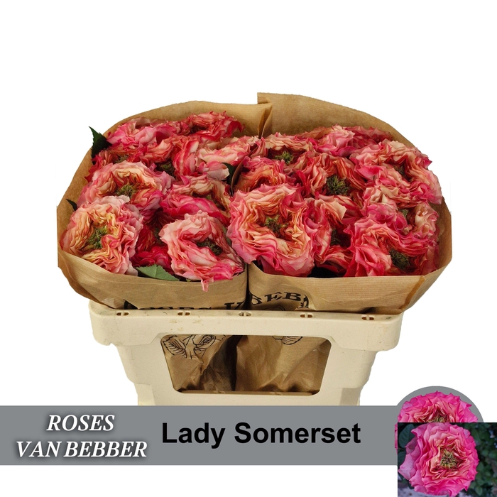 <h4>R GR LADY SOMERSET</h4>