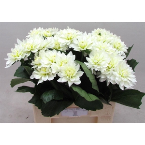 Dahlia Karma Maarten Zwaan