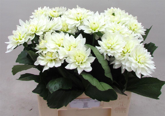 <h4>Dahlia Karma Maarten Zwaan</h4>