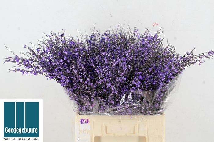 <h4>GENISTA KLB BS H%</h4>