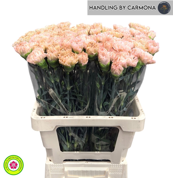 <h4>DI ST LEGE MARRONE</h4>