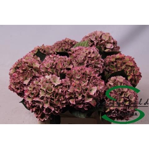 HYDR M CH RODEO CL