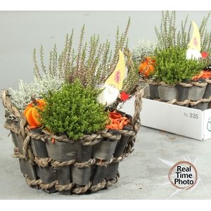 ARR TUINPLANTEN
