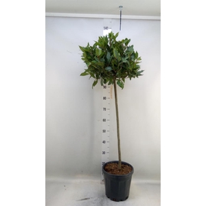 Laurus nobilis