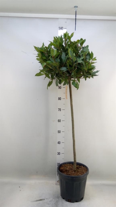 <h4>Laurus nobilis</h4>