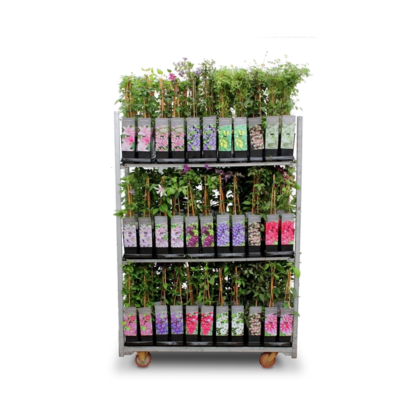 <h4>Clematis Hybr. i.S.</h4>