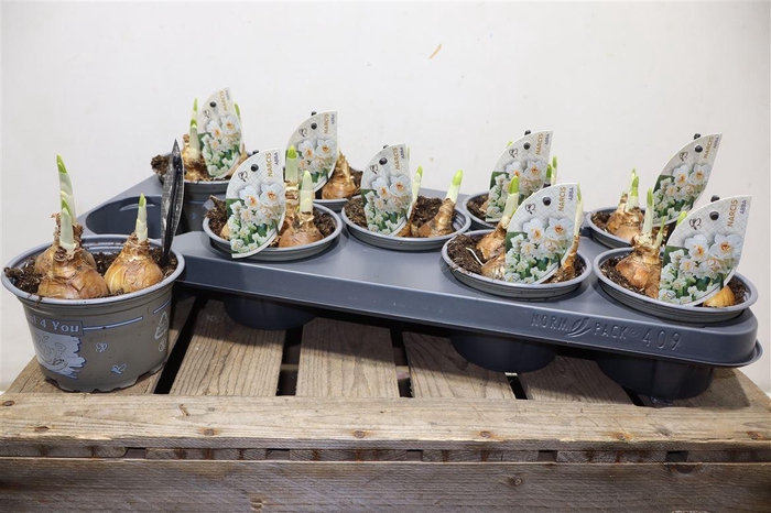 <h4>Narc D Abba</h4>