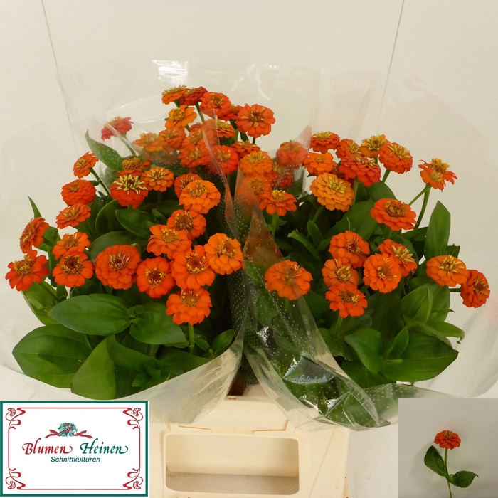 <h4>ZINNIA LILL ORANGE</h4>