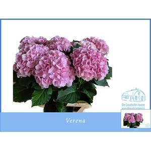 HYDR M CH VERENA