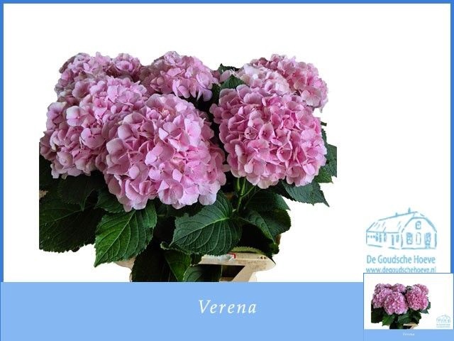 <h4>HYDR M CH VERENA</h4>