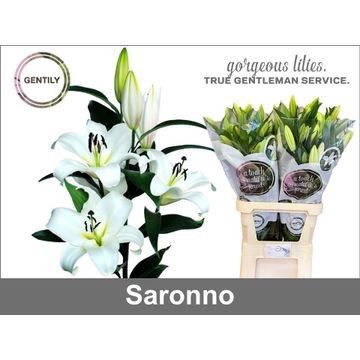 <h4>LI OT SARONNO</h4>